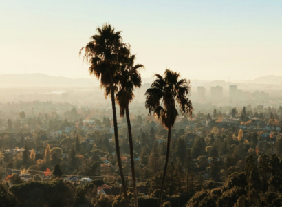 Palm Trees in Oakland California